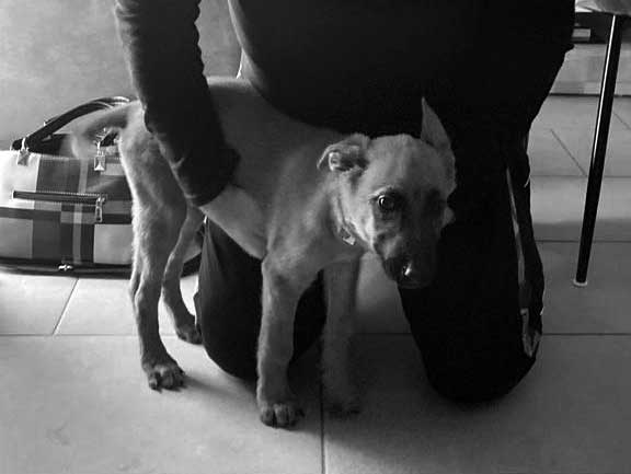 Soins pour les animaux